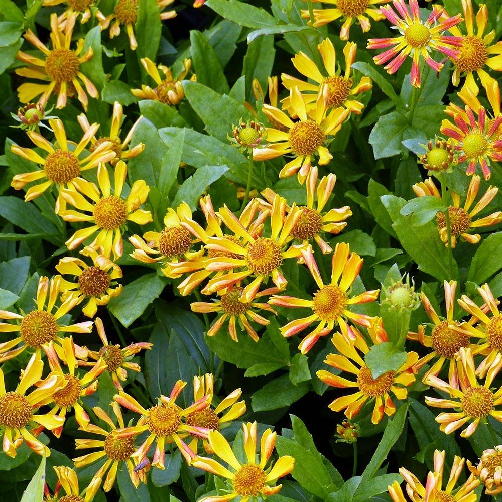 Promesse de Fleurs - Helenium Fancy Fan - Hélénie d'automne Godet de 8/9 cm