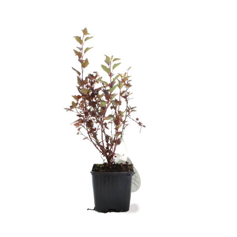 Physocarpe à feuilles d'obier 'Little Joker' ® (Physocarpus opulifolius 'Little Joker' ®) - Godet - Taille 15/30cm - Pépinières Naudet - Imagen 2