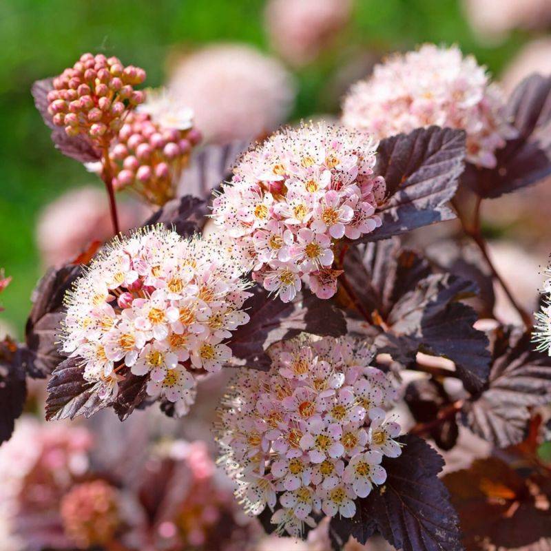 Physocarpe à feuilles d'obier 'Little Joker' ® (Physocarpus opulifolius 'Little Joker' ®) - Godet - Taille 15/30cm - Pépinières Naudet - Imagen 1