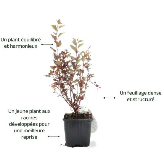 Physocarpe à feuilles d'obier 'Little Joker' ® (Physocarpus opulifolius 'Little Joker' ®) - Godet - Taille 15/30cm - Pépinières Naudet - Image 3