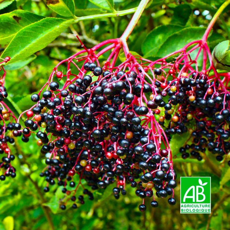 Sureau noir 'Haschgerg' BIO (Sambucus nigra 'Haschberg') - Godet 9cm - Pépinières Naudet - Image 1