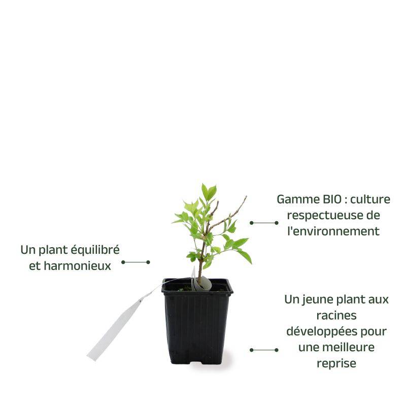 Sureau noir 'Haschgerg' BIO (Sambucus nigra 'Haschberg') - Godet 9cm - Pépinières Naudet - Image 3