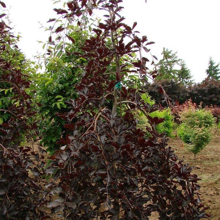 Hêtre pourpre pleureur - Fagus sylvatica Purpurea Pendula Pot de 7,5L/10L