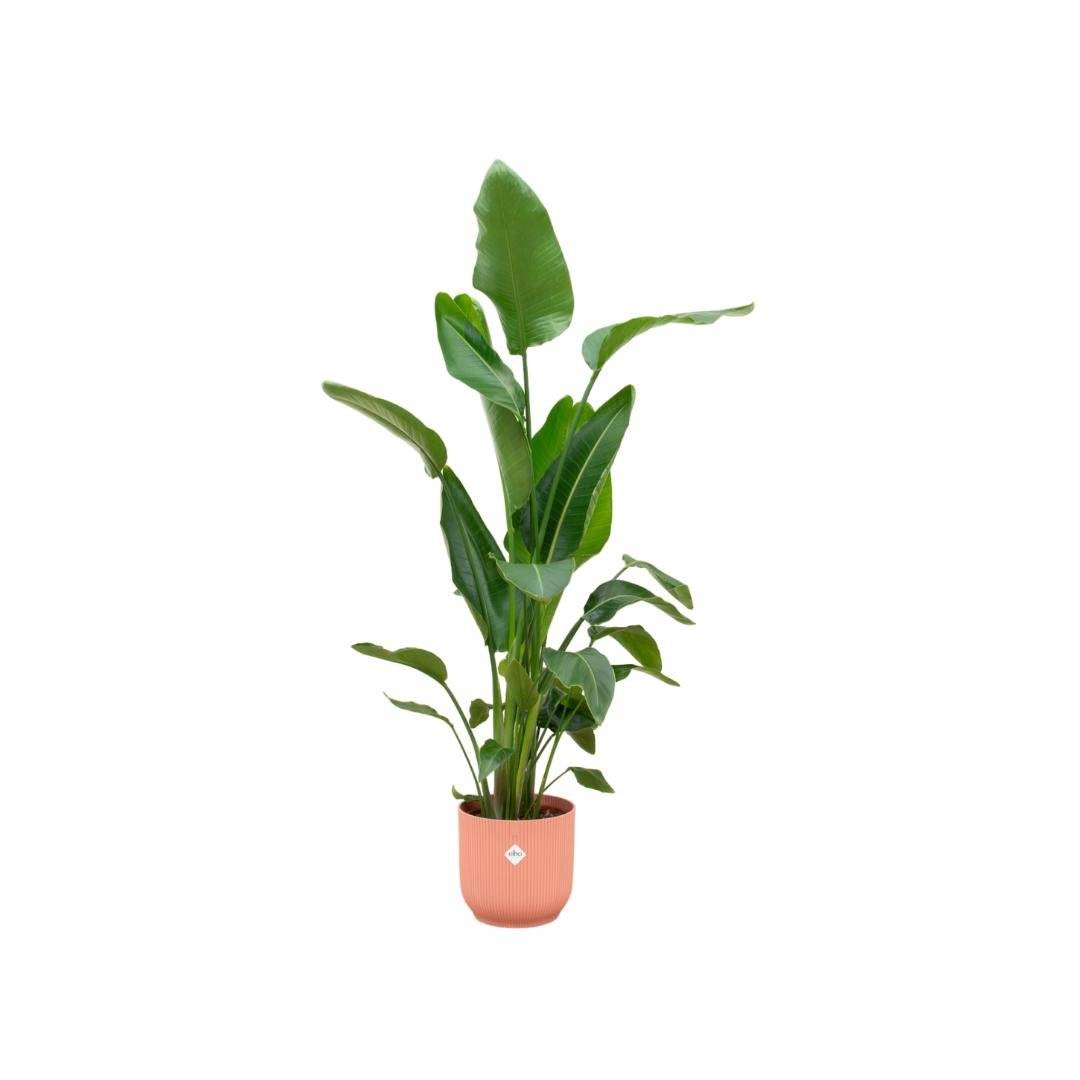 Strelitzia Nicolai 160cm et son pot- La Green Touch Rose - Hauteur 160cm