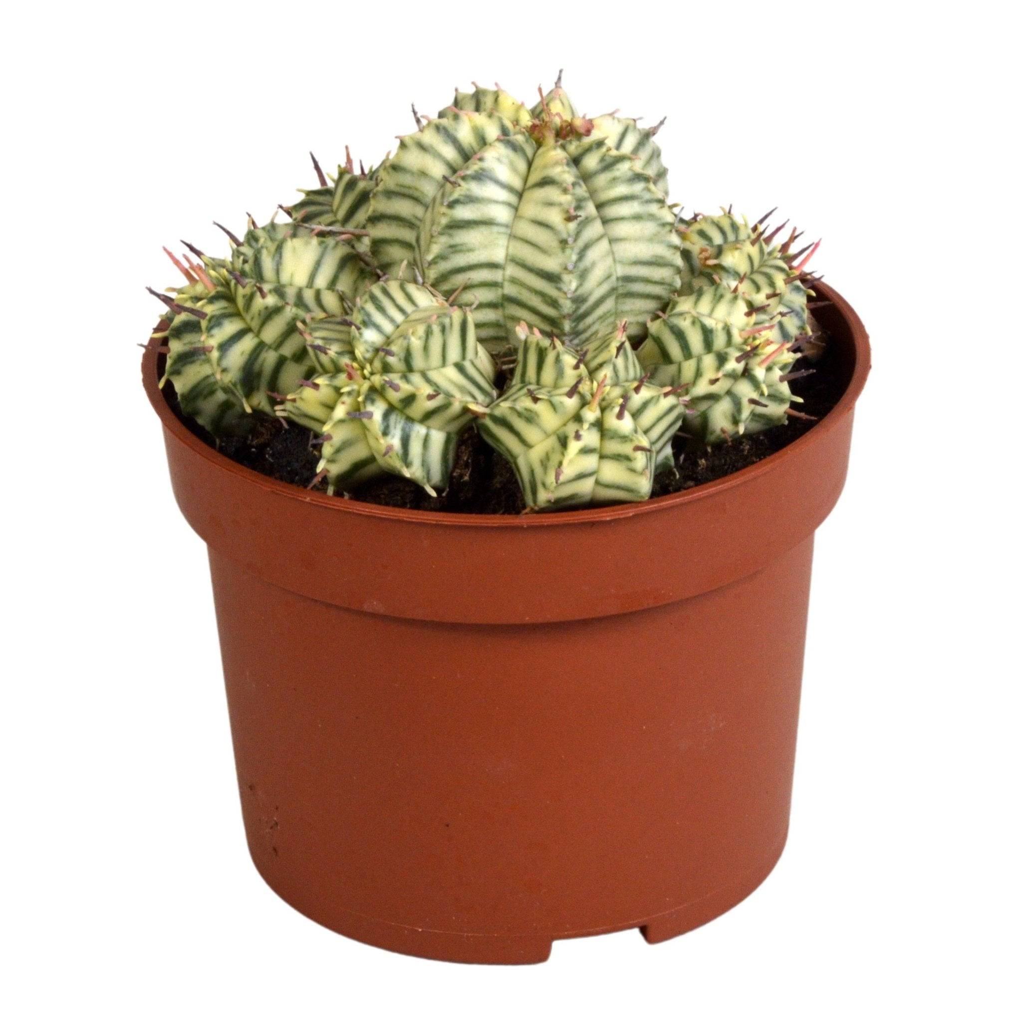Euphorbe Meloformis Variegata- La Green Touch