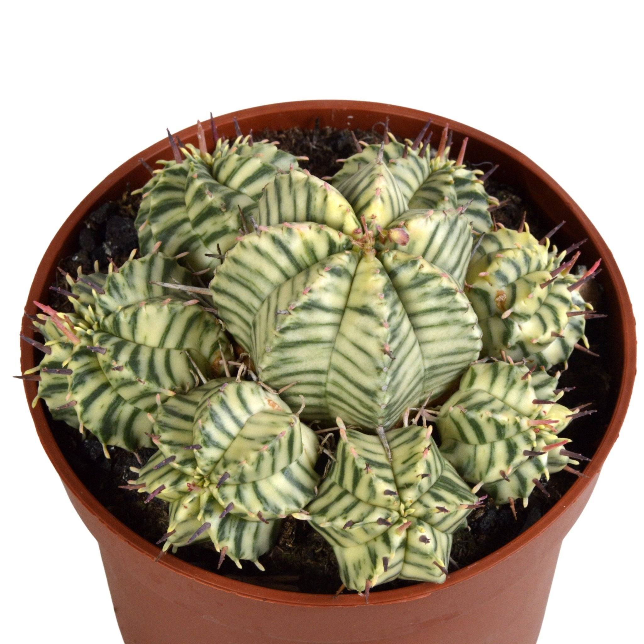 La Green Touch - Euphorbe Meloformis Variegata- La Green Touch - Image 2