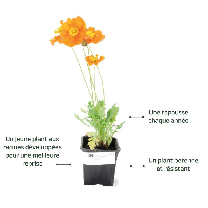3 Pavots d'Islande (Papaver Nudicaule) - Lot de 3 vivaces - Pépinières Naudet - Imagen 3