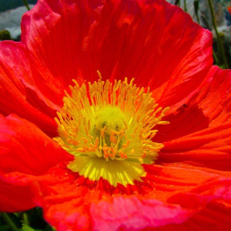 3 Pavots d'Islande (Papaver Nudicaule) - Lot de 3 vivaces - Pépinières Naudet - Imagen 1