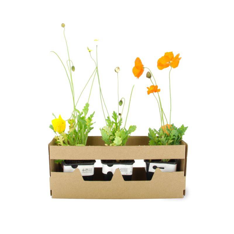 3 Pavots d'Islande (Papaver Nudicaule) - Lot de 3 vivaces - Pépinières Naudet - Imagen 4