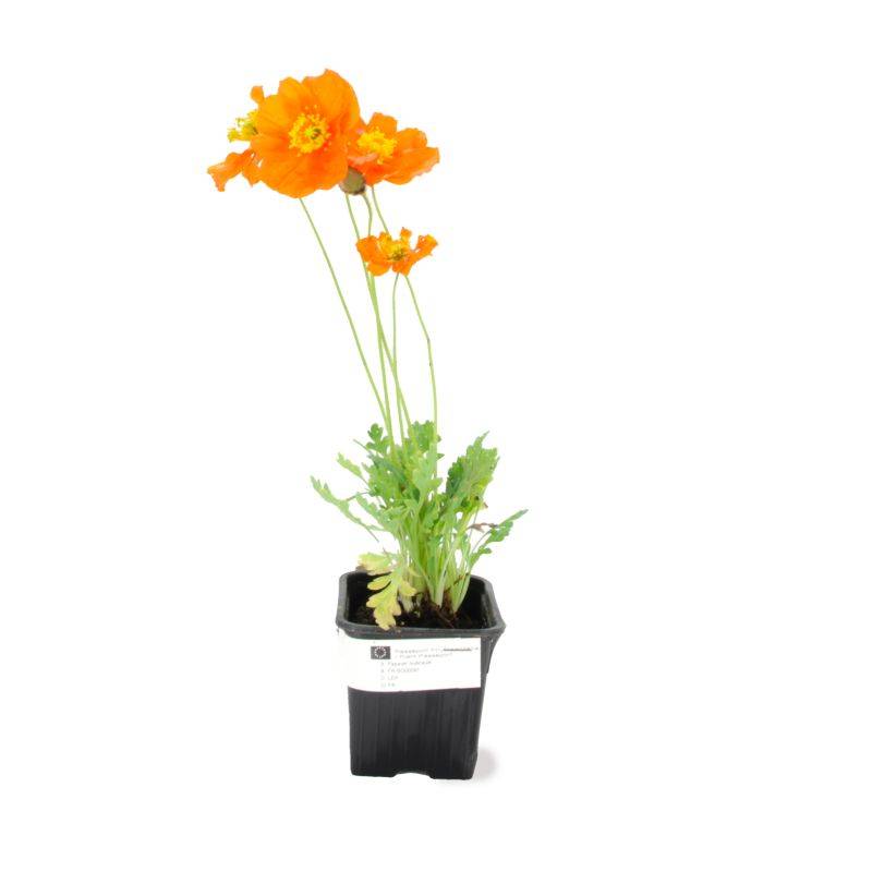 3 Pavots d'Islande (Papaver Nudicaule) - Lot de 3 vivaces - Pépinières Naudet - Imagen 2