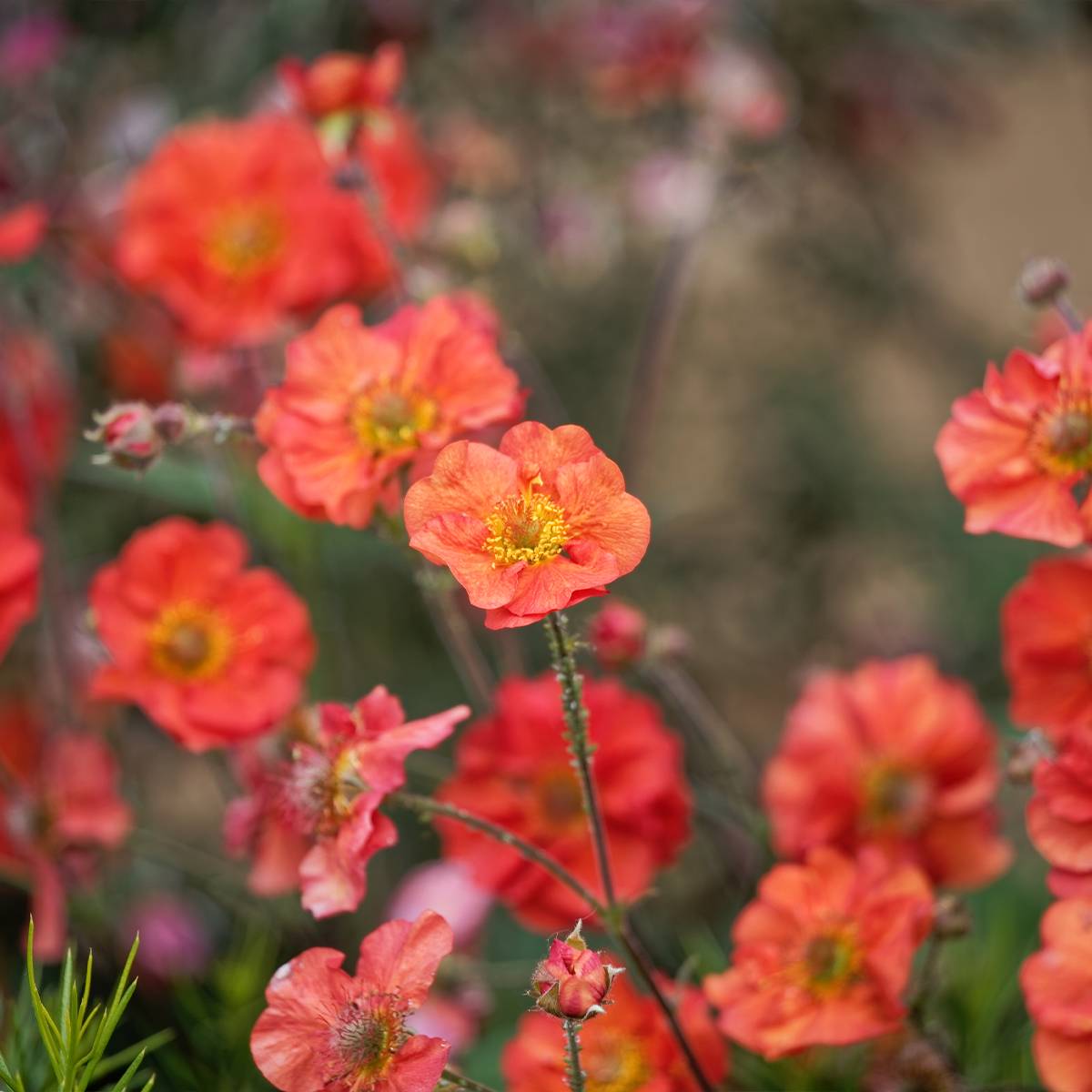 Promesse de Fleurs - Geum Coral Tempest - Benoîte hybride Godet de 8/9 cm