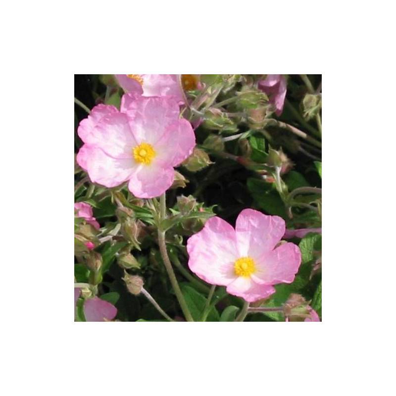 Ciste Grayswood Pink, Cistus à fleurs Rose/ - feuillage Persistant - Godet - 5/20 cm - Imagen 4