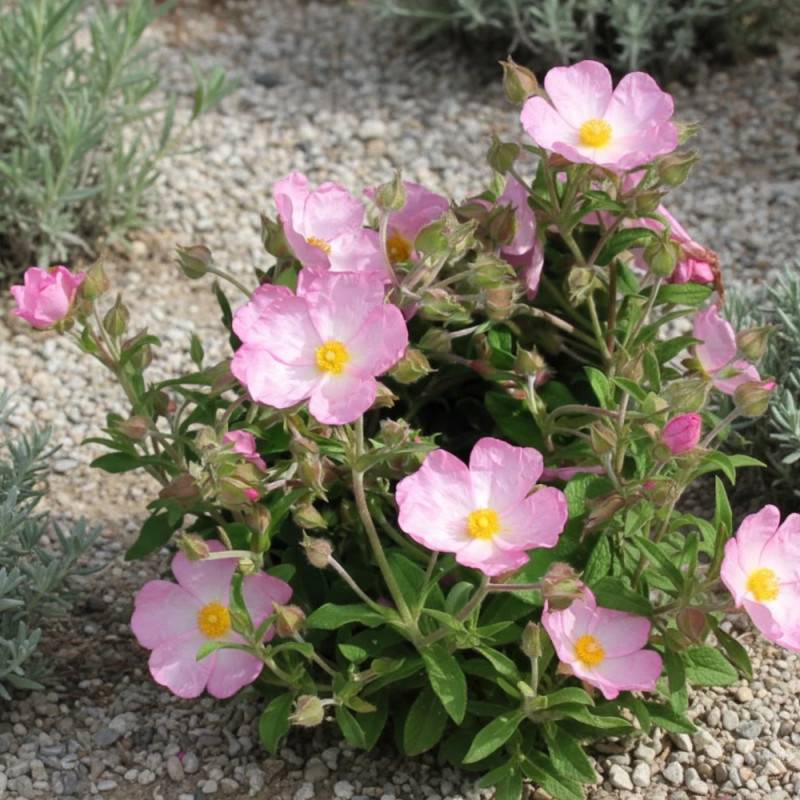 Ciste Grayswood Pink, Cistus à fleurs Rose/ - feuillage Persistant - Godet - 5/20 cm - Imagen 1