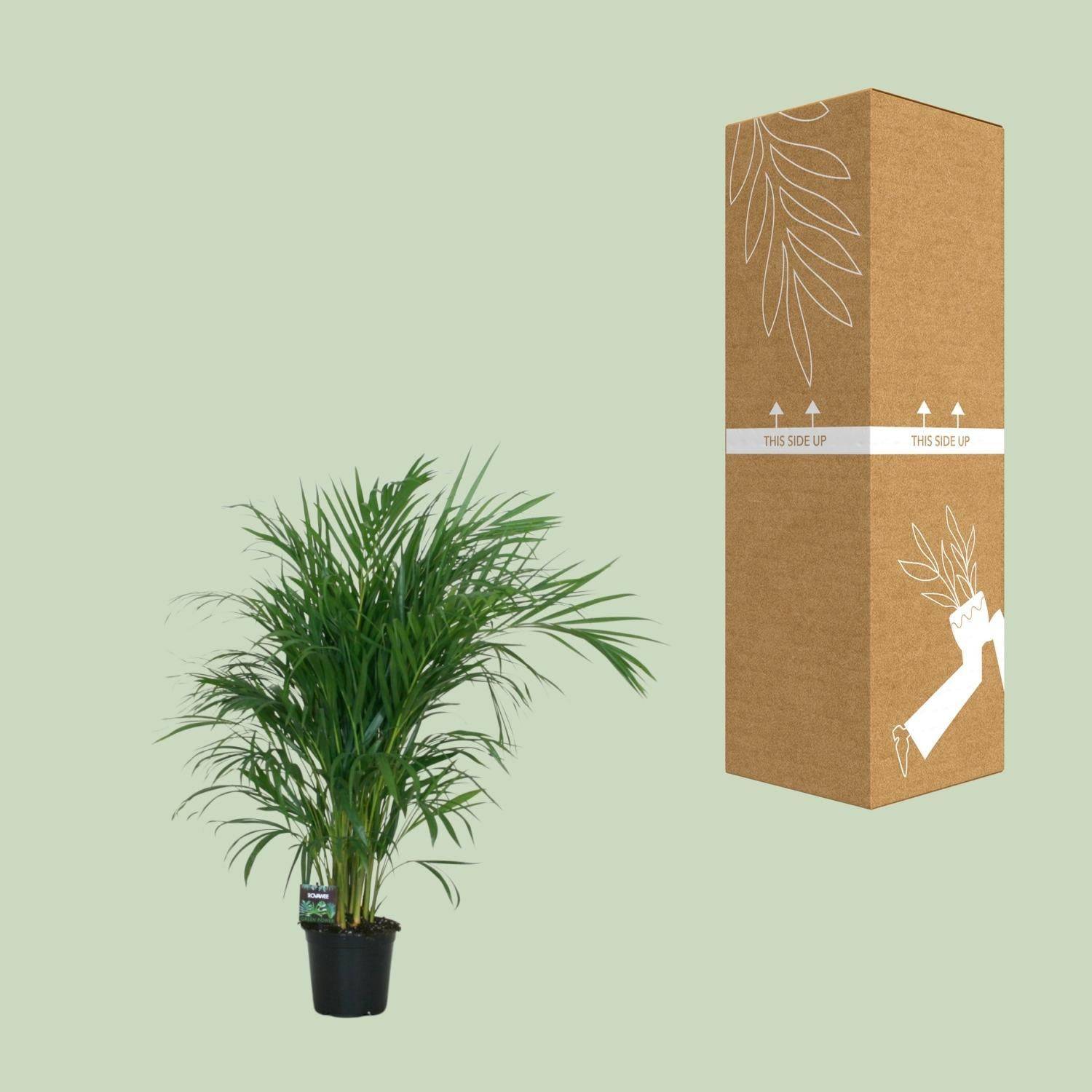 La Green Touch - Dypsis Lutescens 120 - D19 H100cm - Image 5
