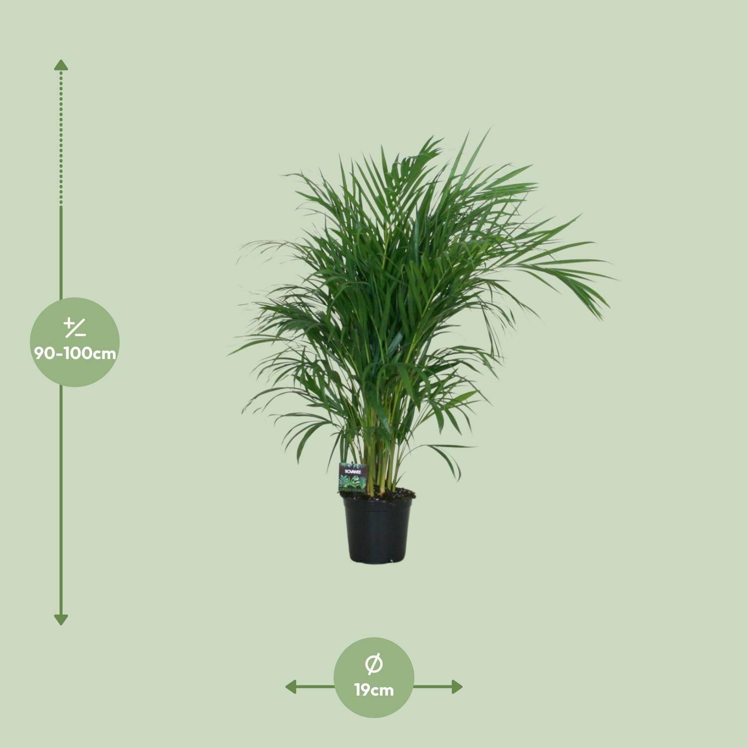 La Green Touch - Dypsis Lutescens 120 - D19 H100cm - Image 4