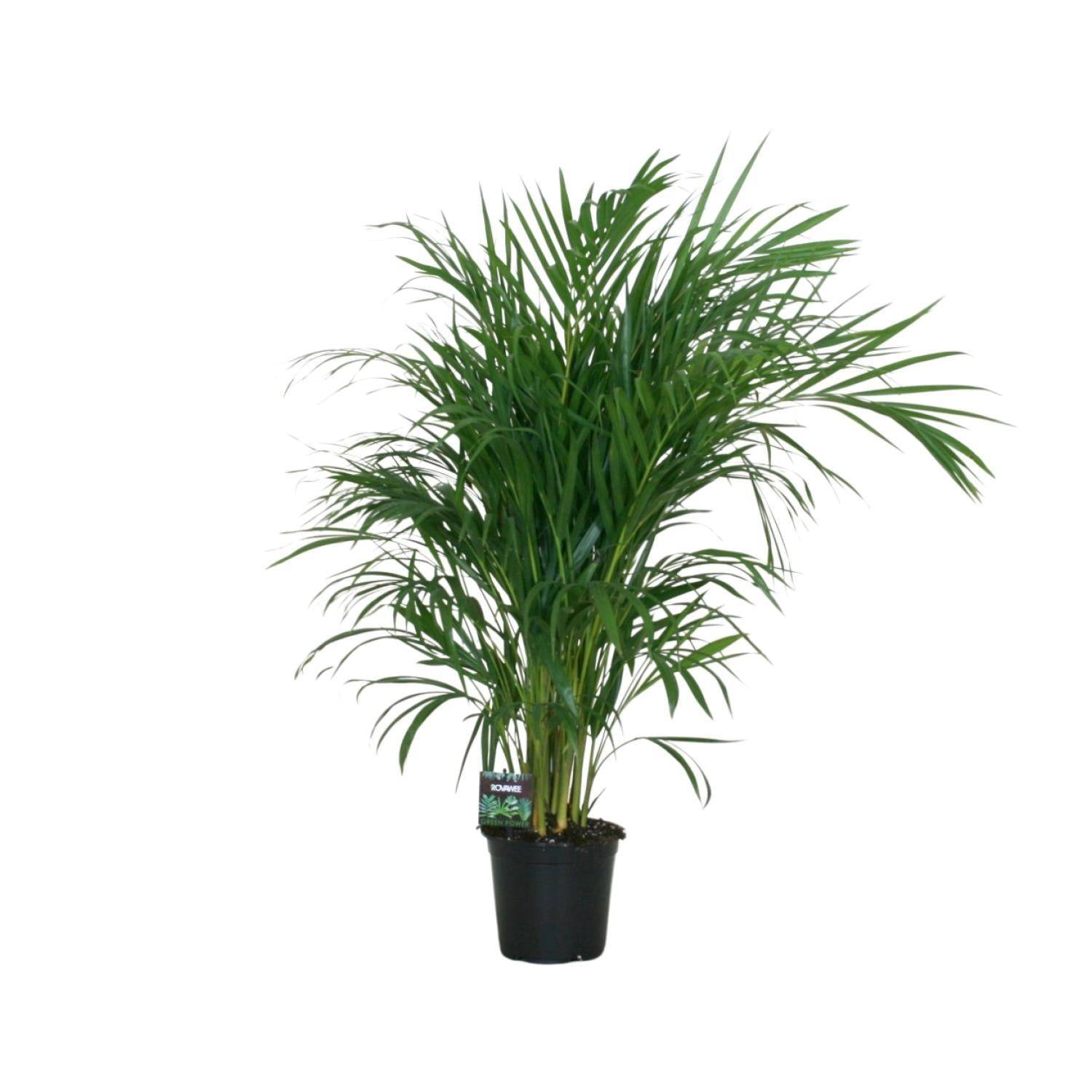 La Green Touch - Dypsis Lutescens 120 - D19 H100cm - Image 2