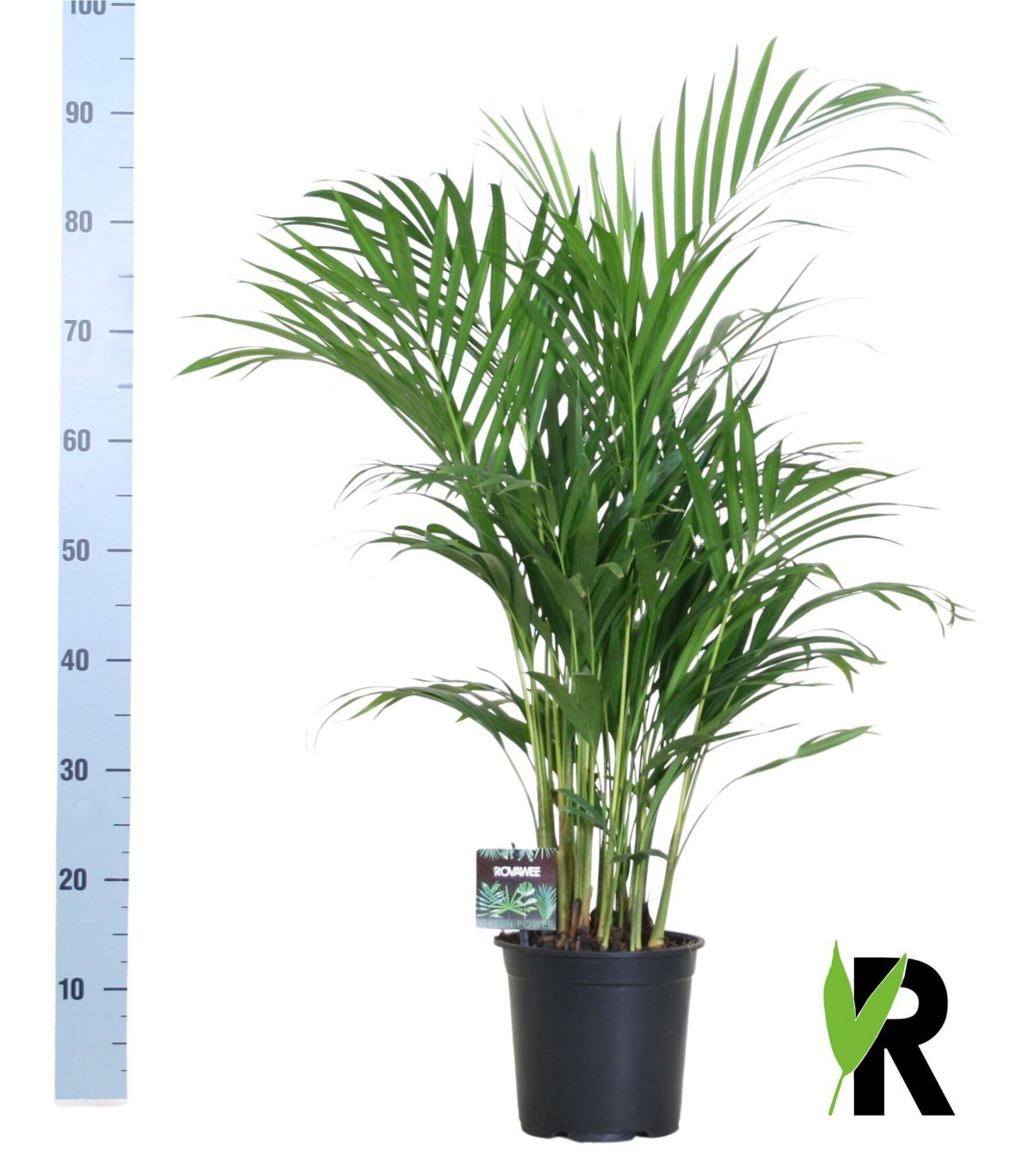 Dypsis Lutescens 120 - D19 H100cm