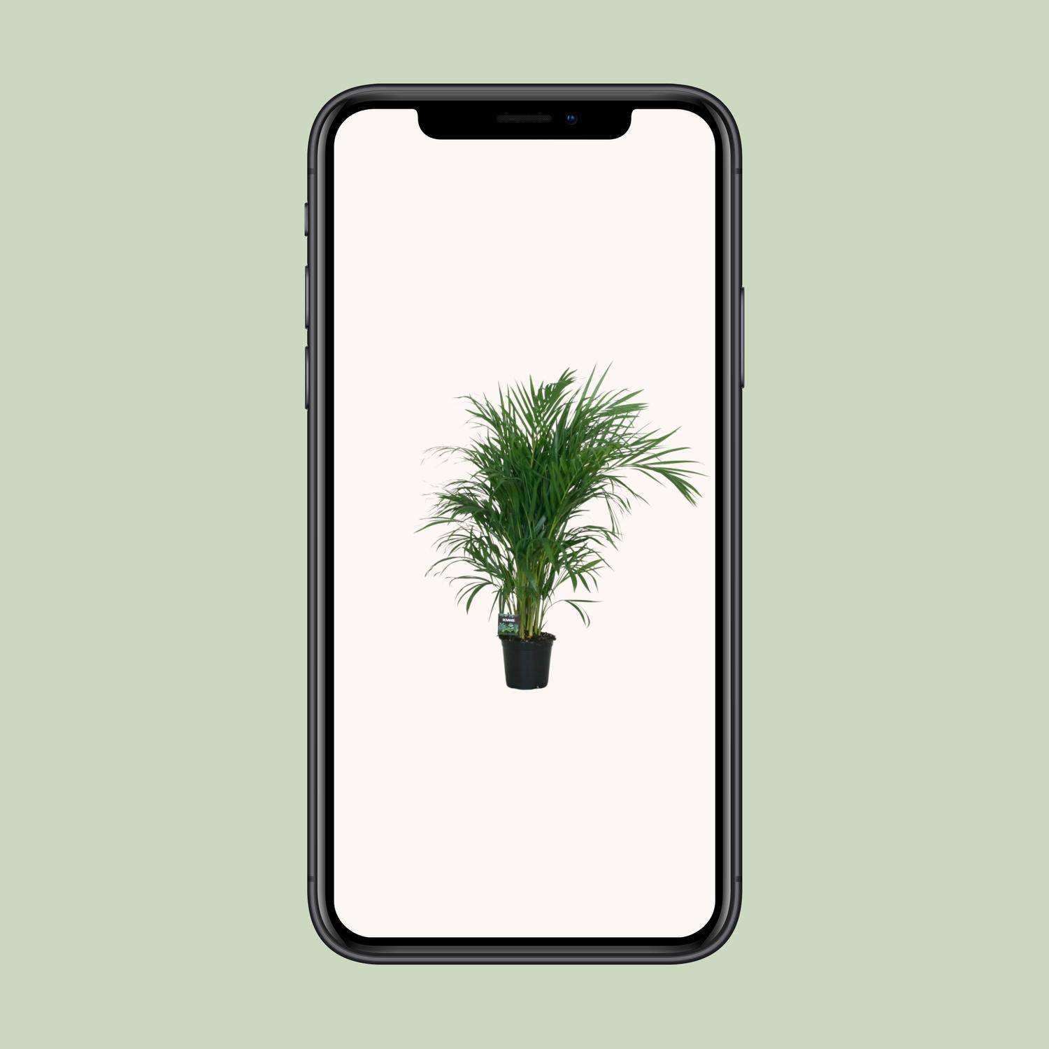 La Green Touch - Dypsis Lutescens 120 - D19 H100cm - Image 6
