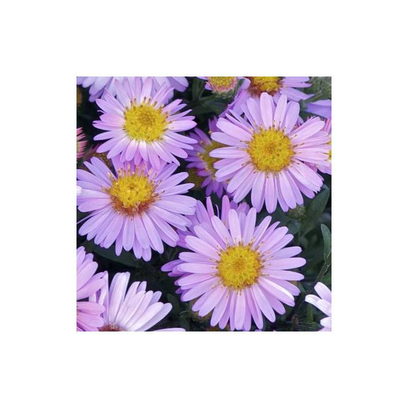 Aster d'automne Marjorie, Aster dumosus à fleurs Rose/ - feuillage Caduc - Godet - 5/20 cm - Imagen 5