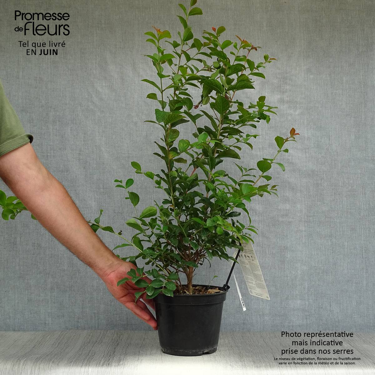 Lagerstroemia Neige d'Eté - Lilas des Indes Pot de 3L/4L - Image 2