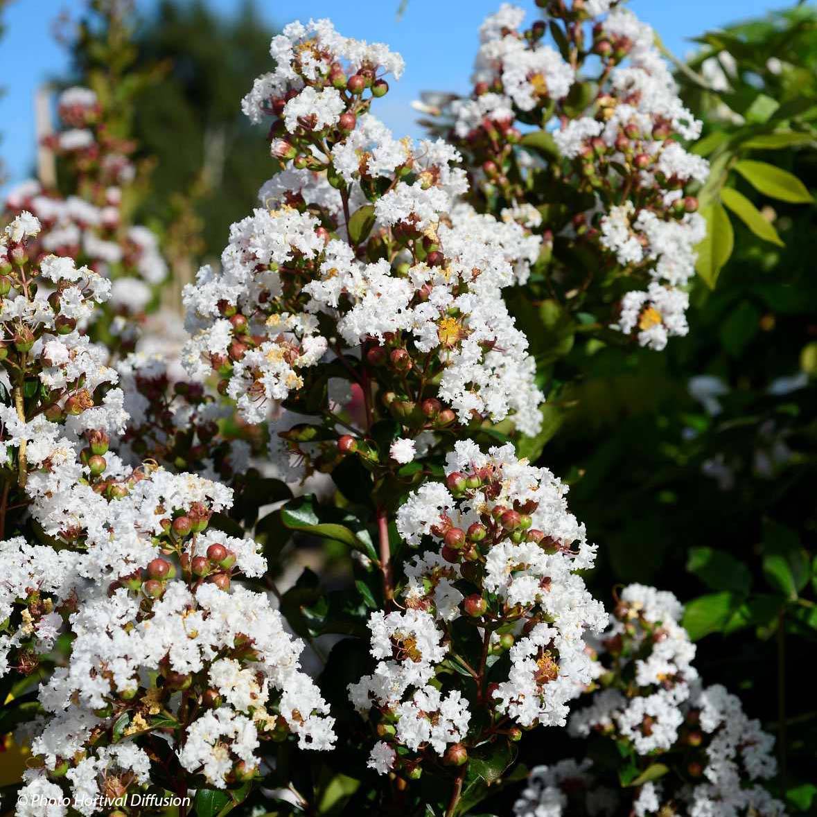 Lagerstroemia Neige d'Eté - Lilas des Indes Pot de 3L/4L - Image 1