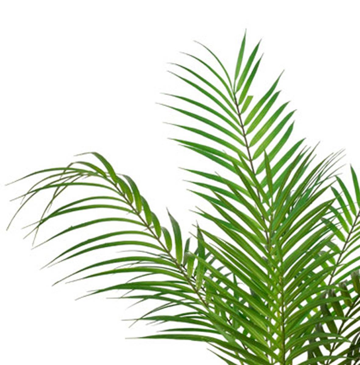 Artificielles - Palmier Areca artificiel, grandes palmes, en pot H 55 cm, D 48 cm - Imagen 3