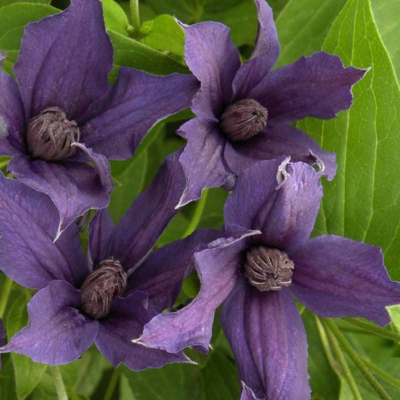 Clématite SAPHYRA® Violetta 'M32-10' à fleurs Violette - feuillage Caduc - Godet - 5/10 cm-  hauteur à maturité De 1,00 m à 1,50 m - Imagen 1