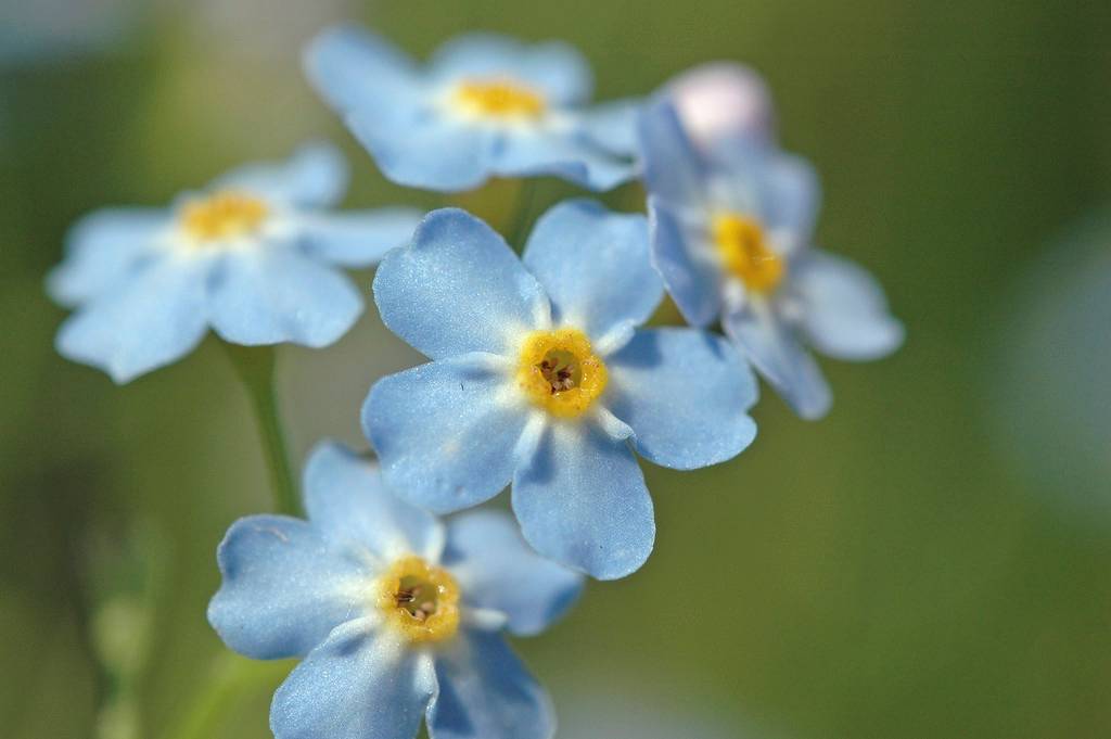 Lot de 3 - Myosotis Palustris - Myosotis des marais - Plantes de bassin - H. 10-20 cm - P. 9 cm - Image 3