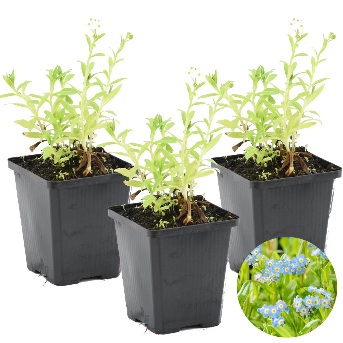 Lot de 3 - Myosotis Palustris - Myosotis des marais - Plantes de bassin - H. 10-20 cm - P. 9 cm - Image 1