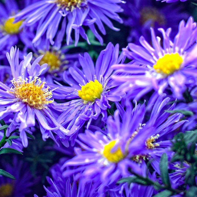 6 Asters Dumosus 'Lady In Blue' - Lot de 6 vivaces - Pépinières Naudet - Imagen 1