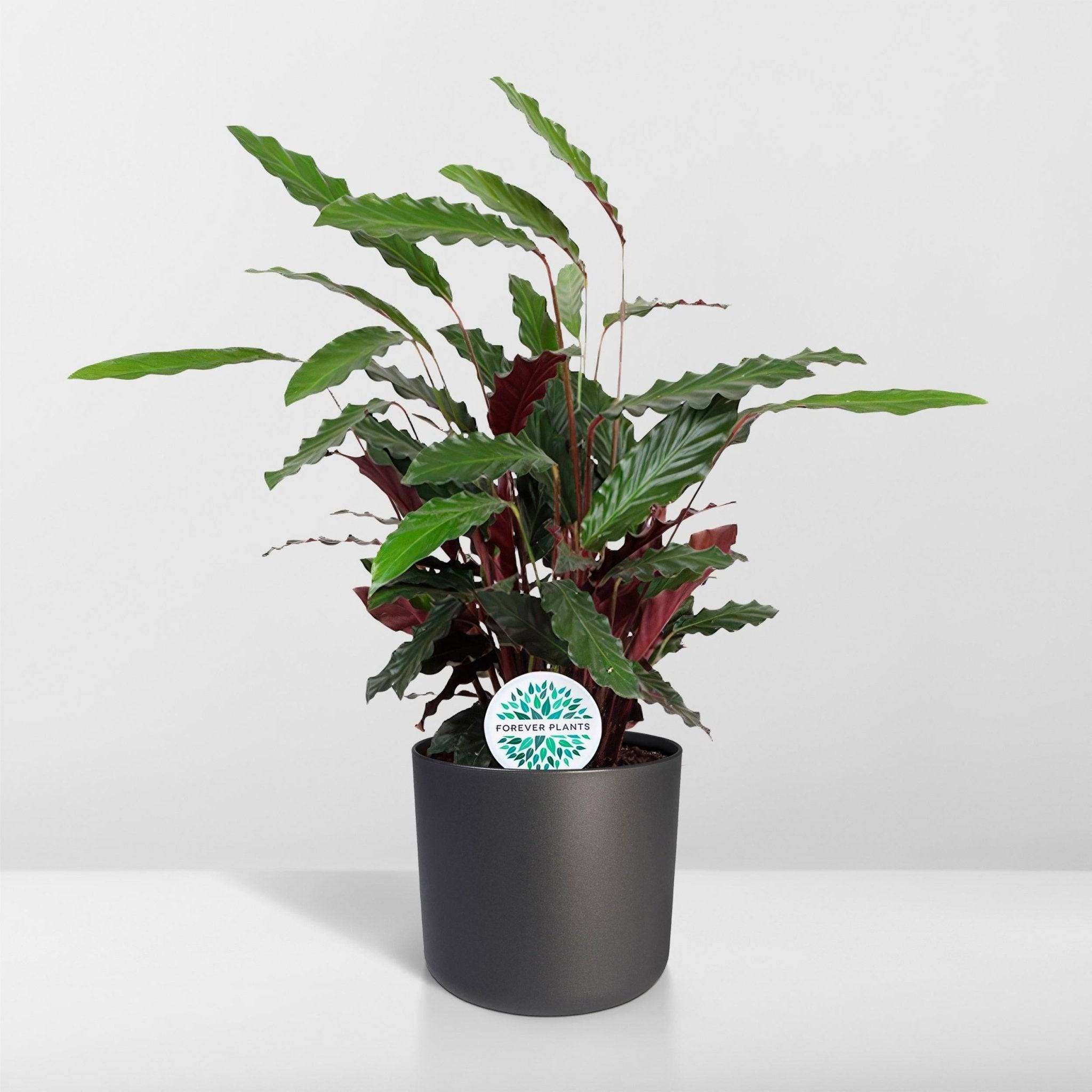 La Green Touch - Calathea - Le velouté 85cm - Plante d'intérieur- La Green Touch - Imagen 4