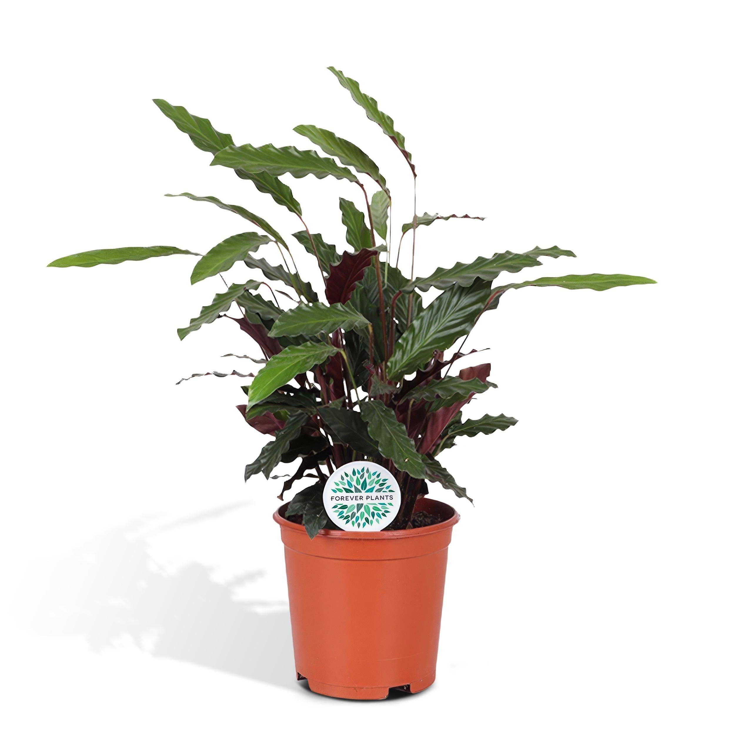 La Green Touch - Calathea - Le velouté 85cm - Plante d'intérieur- La Green Touch - Imagen 1