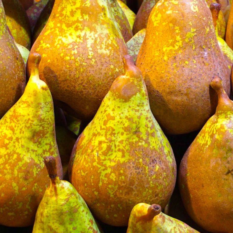 Poirier 'Conférence' (Pyrus communis 'Conférence') - Scion de 100cm - Pépinières Naudet - Imagen 2