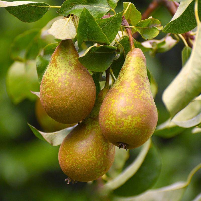 Poirier 'Conférence' (Pyrus communis 'Conférence') - Scion de 100cm - Pépinières Naudet - Imagen 1