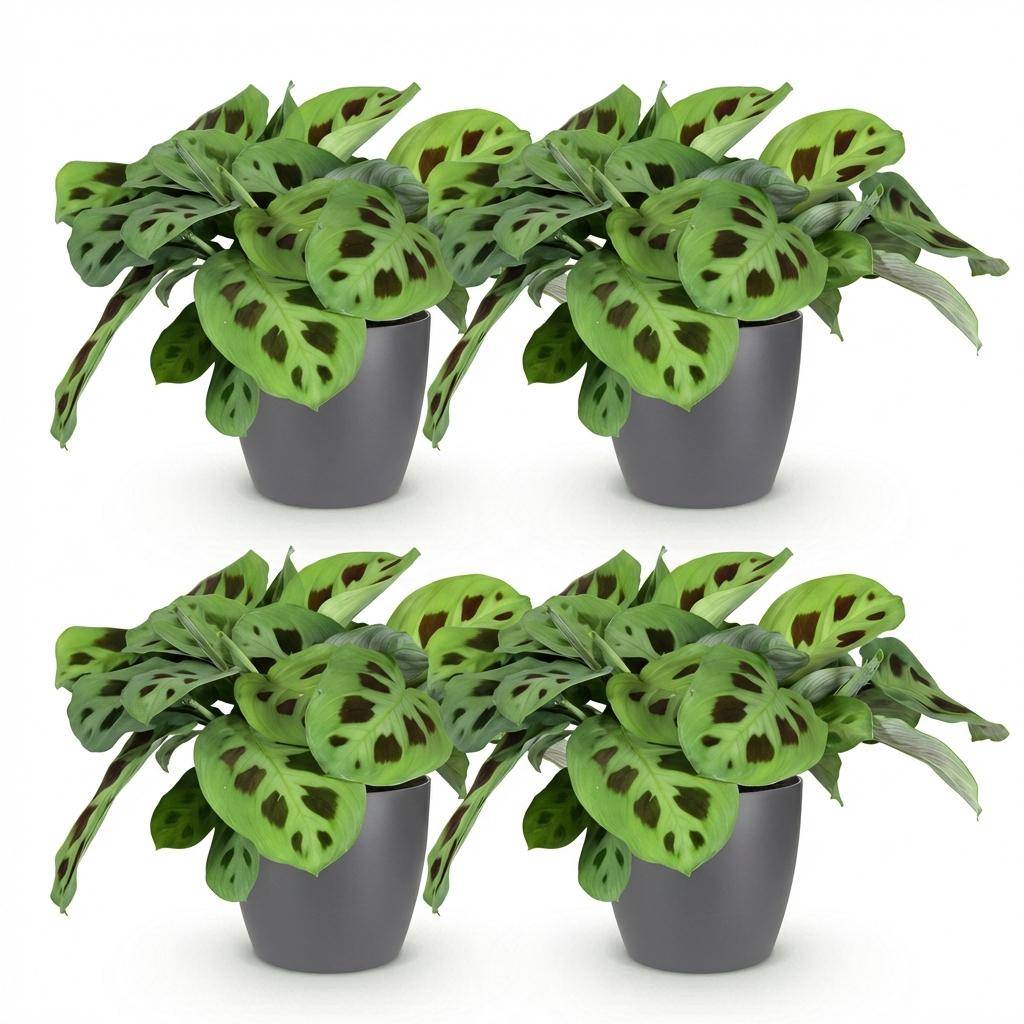 Maranta Fascinator Kerchoveana - H35cm - Image 1