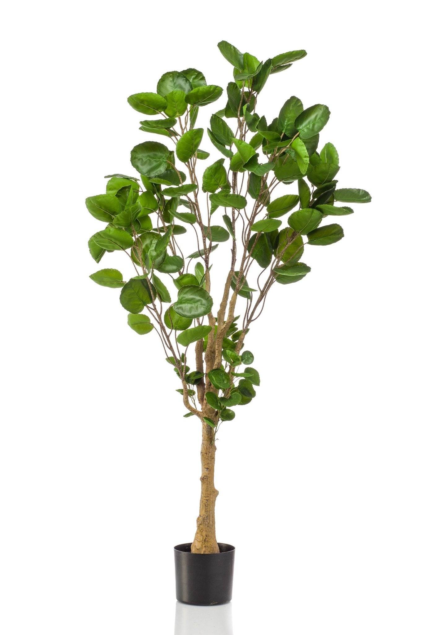 La Green Touch - Polyscias Aralia plante artificielle - h150cm, Ø12cm- La Green Touch - Imagen 3
