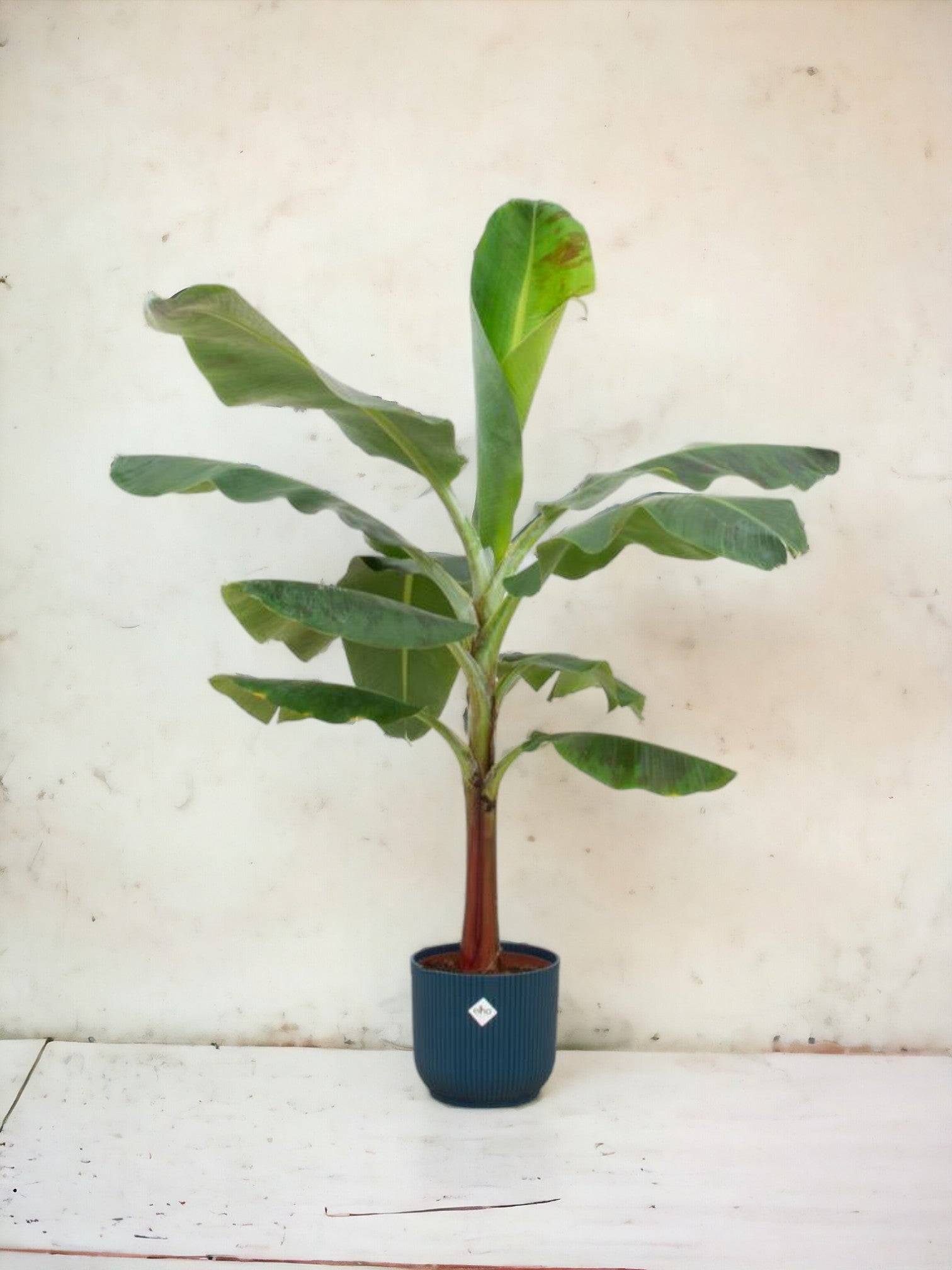 La Green Touch - Bananier Musa 100cm et son pot- La Green Touch Bleu foncé - Hauteur 100cm