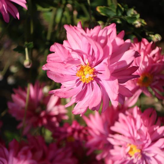 Anemone du Japon Fall in Love Sweetly Godet de 8/9 cm