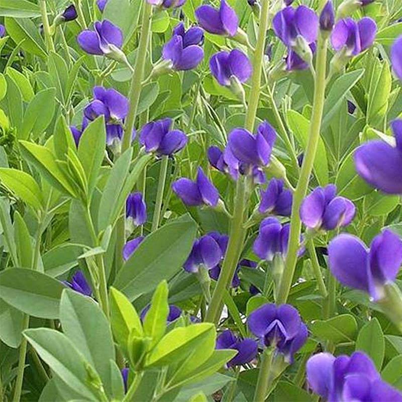 Promesse de Fleurs - Baptisia Caspian Blue - Lupin indigo Godet de 8/9 cm