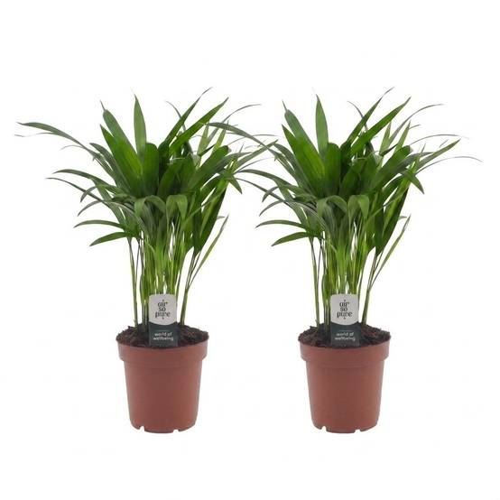 Palmier Areca - Dypsis lutescens - lot de 2 - Ø12cm - ↕45cm - Plantes d’intérieur - Image 2
