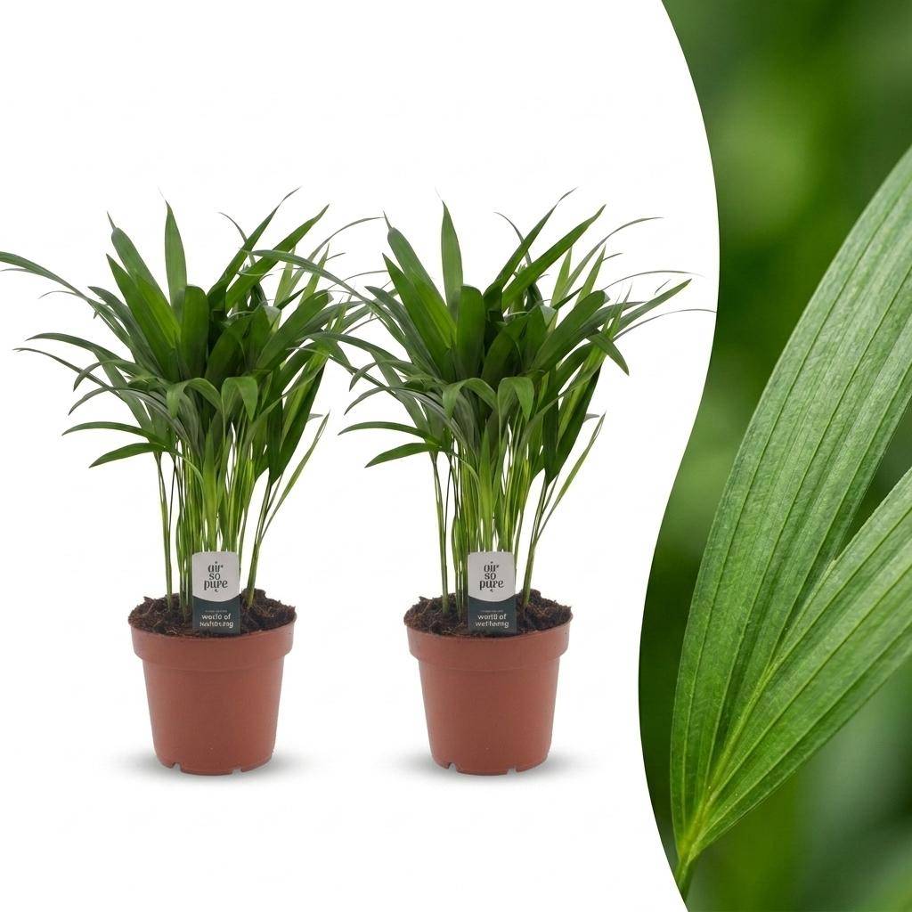 Palmier Areca - Dypsis lutescens - lot de 2 - Ø12cm - ↕45cm - Plantes d’intérieur