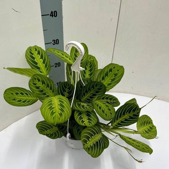 Maranta Leuconeura 'Fascinator' Lemon Vert Clair Hangpot - D15 H40cm