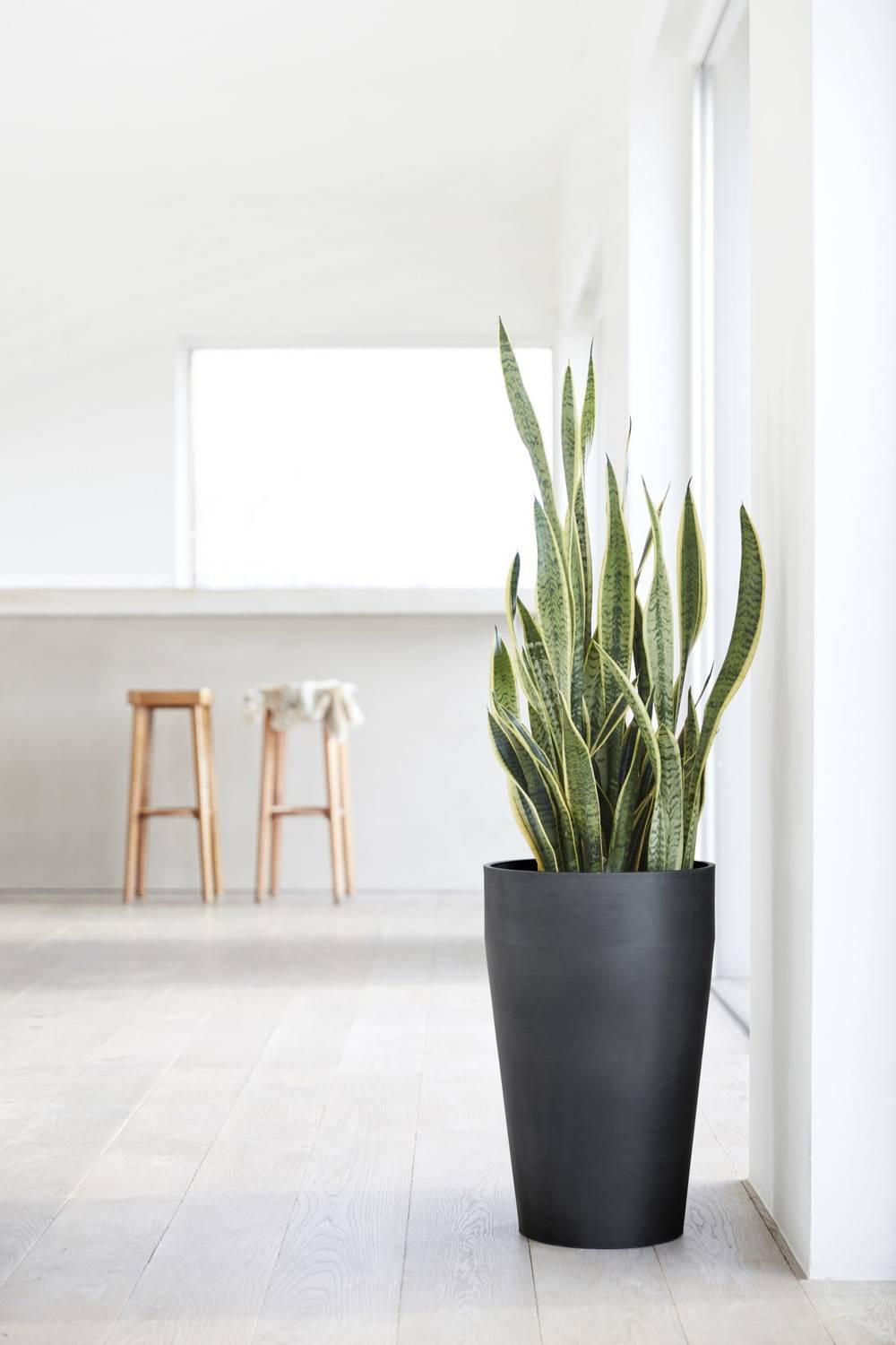 Ecopots - Pot Haut Sankara 75 Gris Foncé - Ø 45 x H. 75 cm - 78 L ECOPOTS - Imagen 5