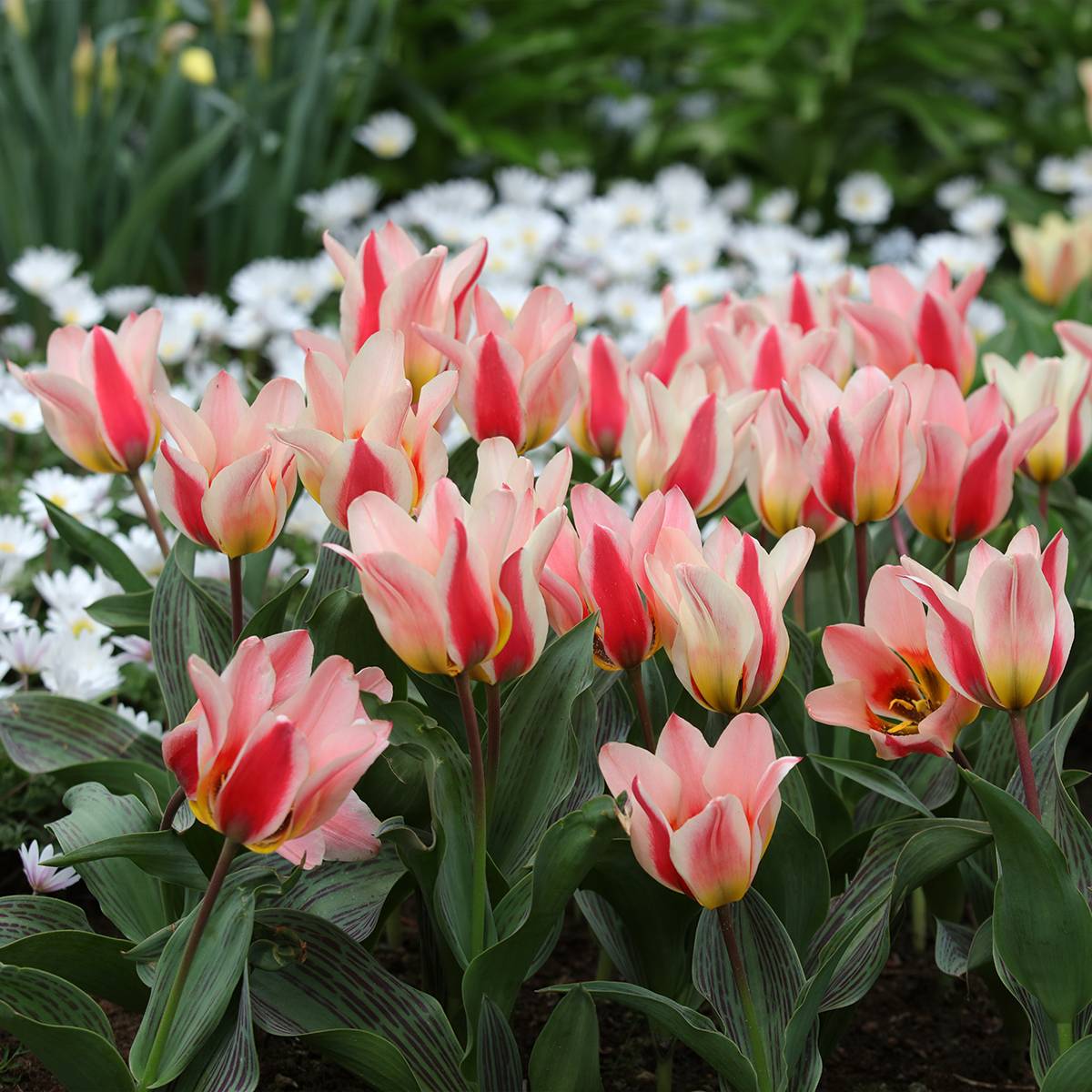 Promesse de Fleurs - Tulipe botanique greigii Mary Ann Bulbe calibre 12 (par 10)