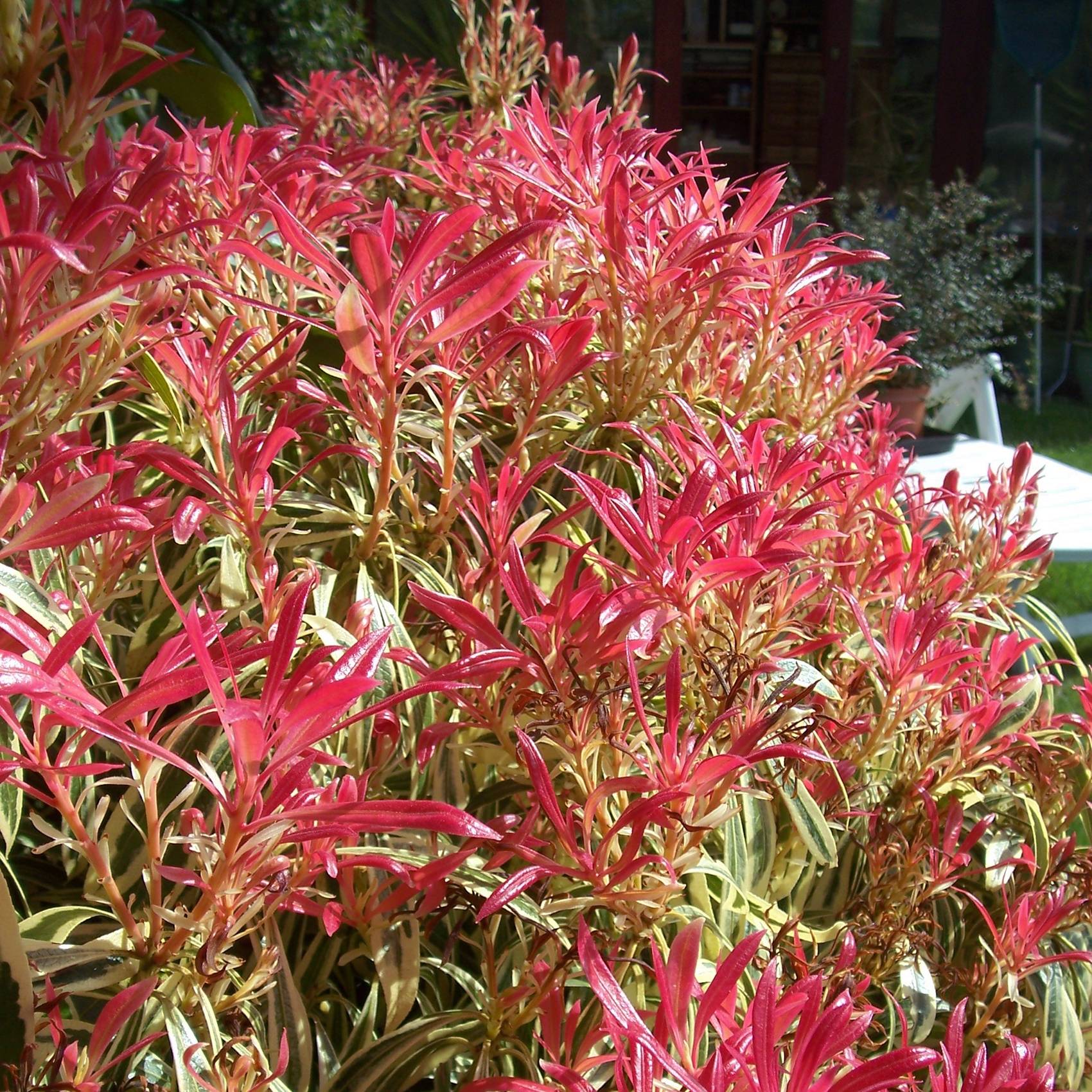 Andromède du Japon - Pieris japonica Little Heath Pot de 4L/5L - Image 1