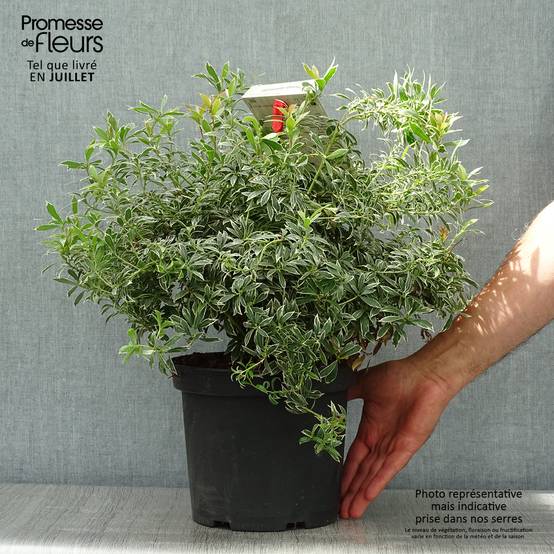 Andromède du Japon - Pieris japonica Little Heath Pot de 4L/5L - Image 2