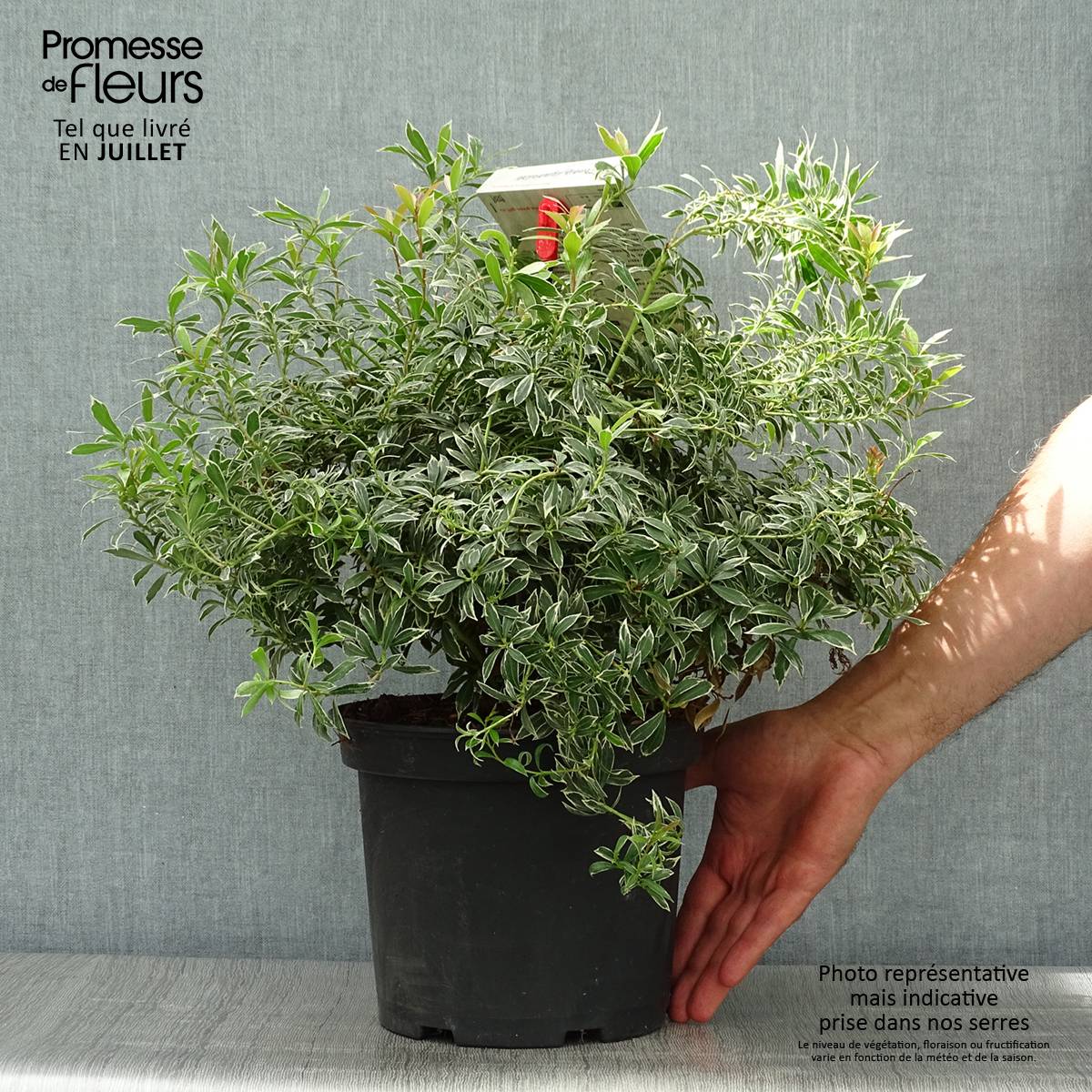 Andromède du Japon - Pieris japonica Little Heath Pot de 4L/5L - Image 2