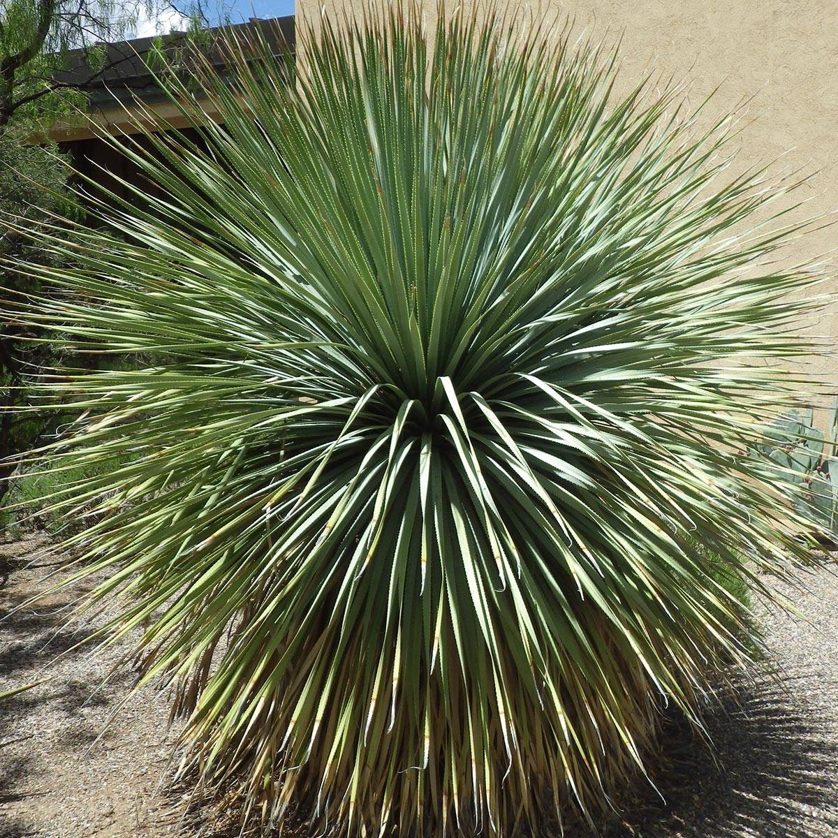 Promesse de Fleurs - Dasylirion wheeleri  Pot de 3L/4L - Image 1