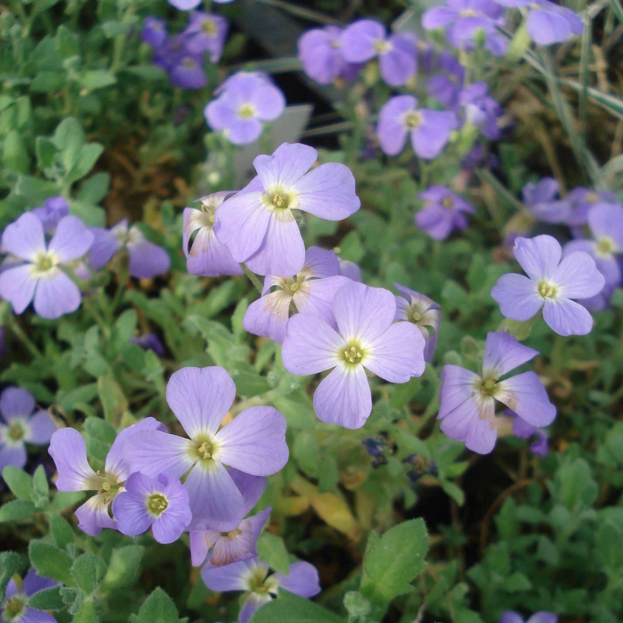 Aubriète bleue - Aubrieta Cascade Blue Godet de 8/9 cm