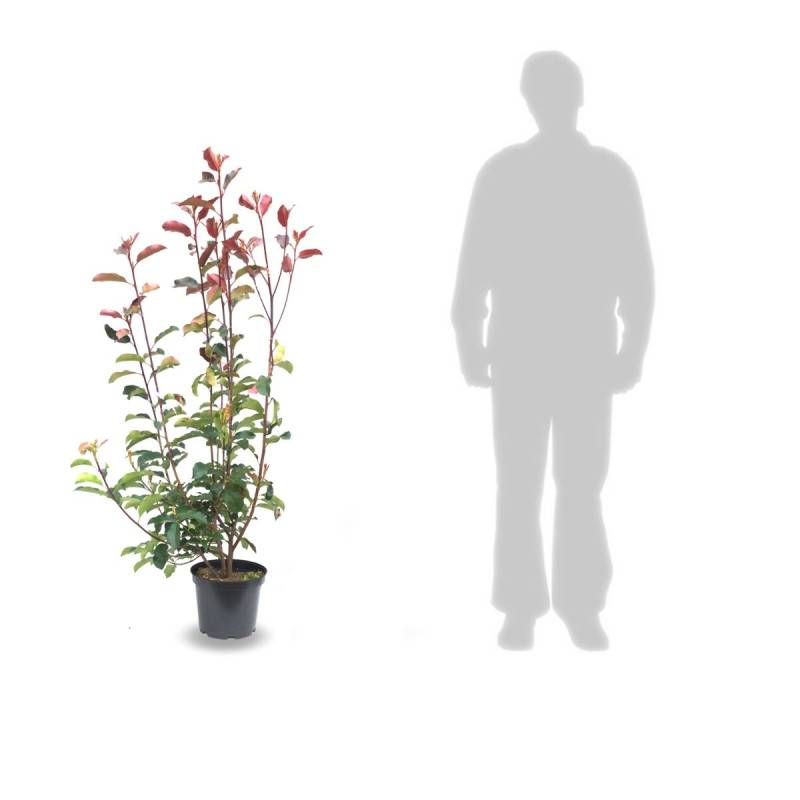 Photinia Red Select à fleurs Blanche - feuillage Persistant - Pot de 7,5L - 80/100 cm-  hauteur à maturité De 2,50 m à 3,00 m - Imagen 8